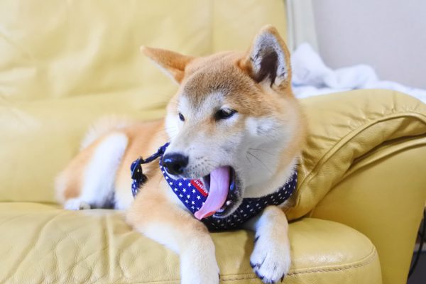 柴犬の本気噛みは難しい