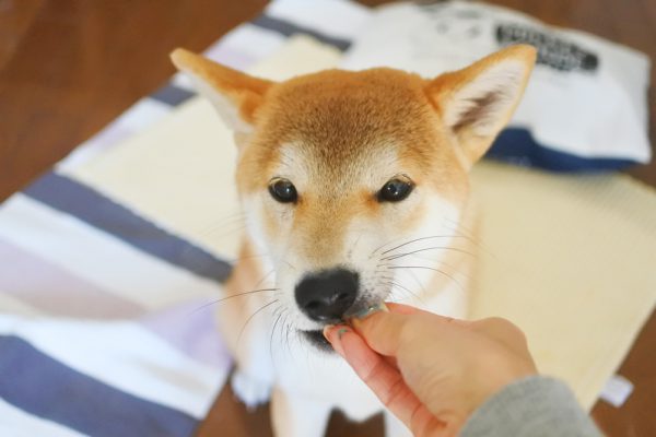 柴犬の本気噛みは難しい