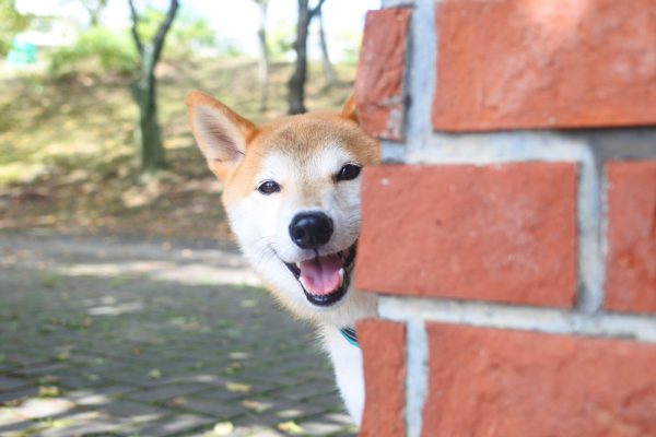 柴犬の散歩