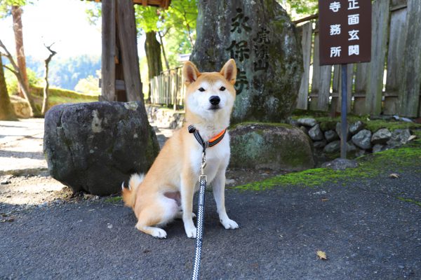 土岐川近く永保寺の黒門