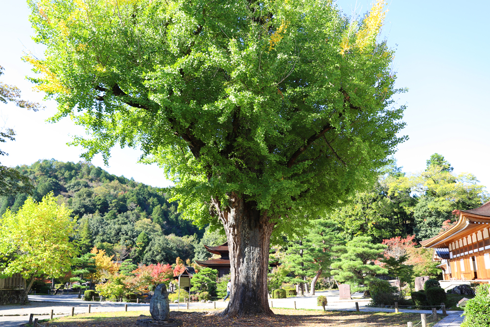 永保寺樹齢700年のイチョウの木は多治見市の天然記念物に指定