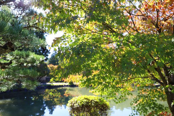 多治見市永保時の紅葉