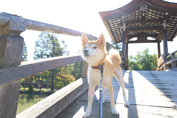 永保寺の無際橋