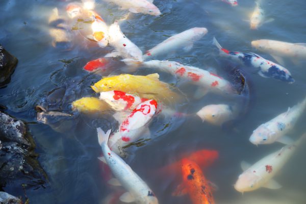 永保寺の無際橋池の鯉橋