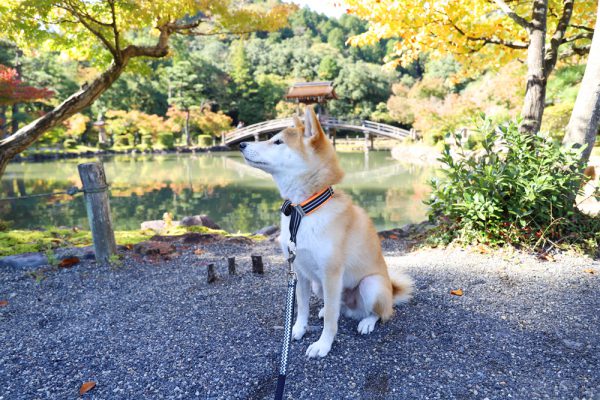 多治見市の永保寺