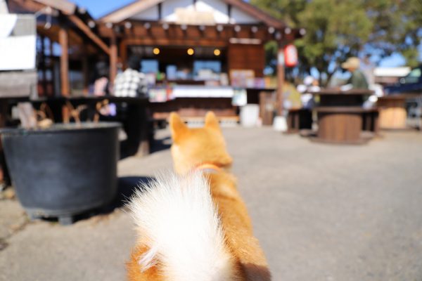 永保寺でソフトクリーム