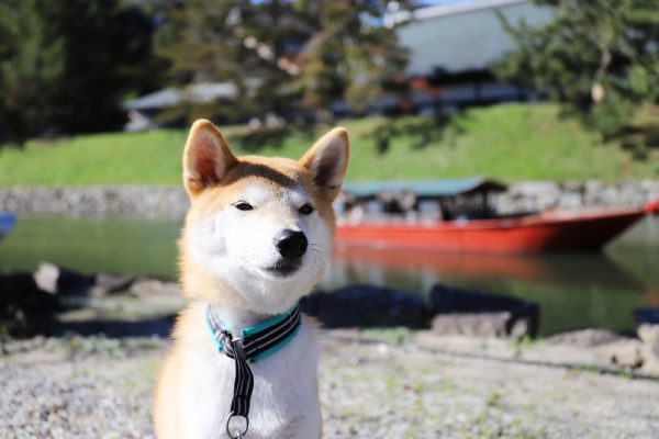 彦根城の屋形船でお堀巡り