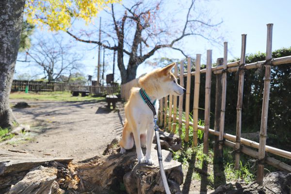 犬連れOKペットと一緒に彦根城へ