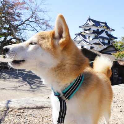 滋賀県、国宝彦根城へ犬連れで