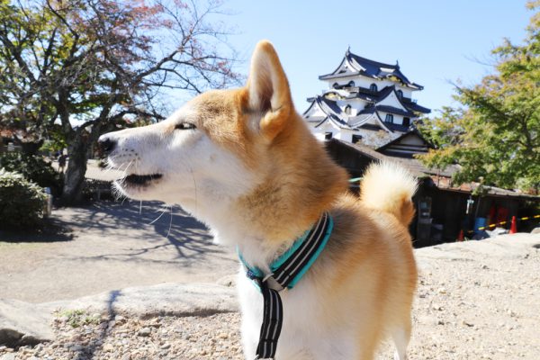 滋賀県、国宝彦根城へ犬連れで