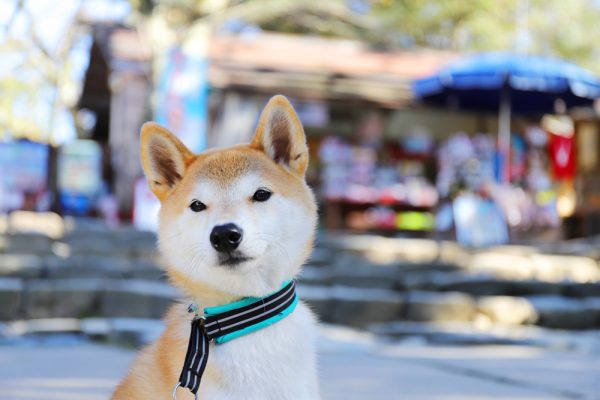 彦根城お土産屋さん