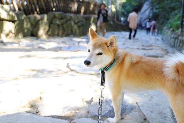 彦根城の石段