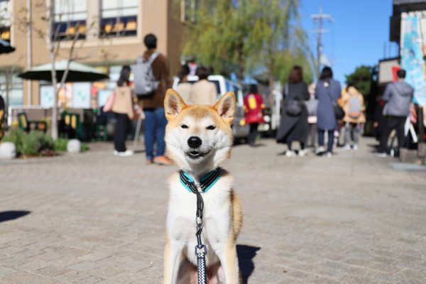 彦根城四番町スクエアのひこにゃん