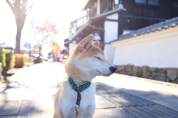 夢京橋キャッスルロード彦根市城下町