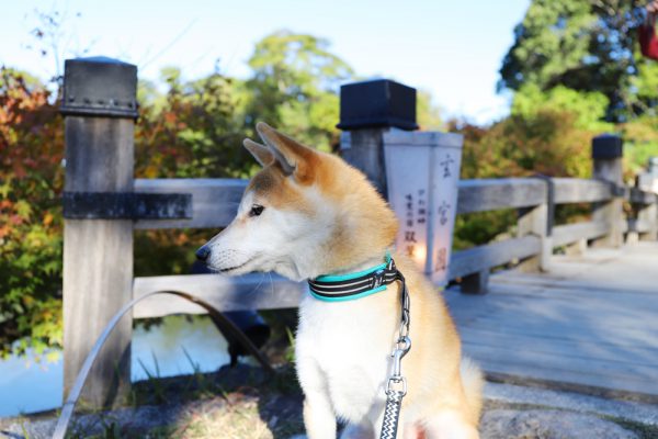 滋賀県彦根市玄宮園