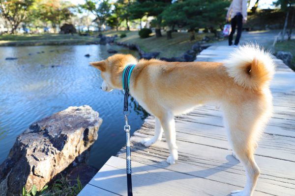 滋賀県彦根市玄宮園