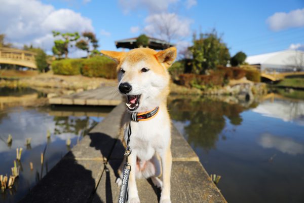 柴犬は難しい