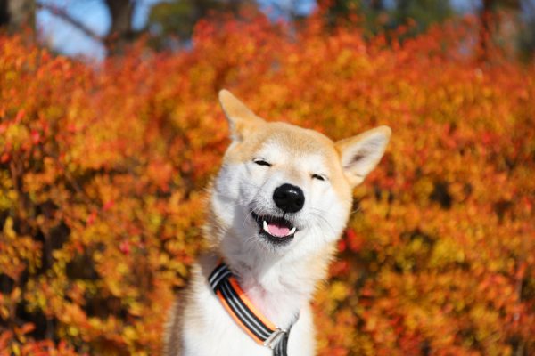 柴犬を飼うのは難しい