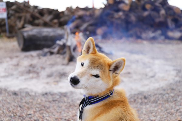 柴犬の初詣