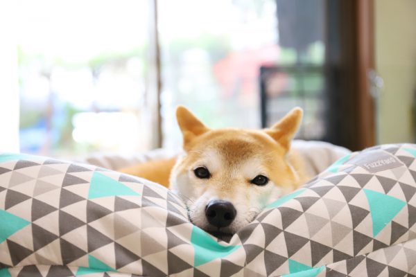 柴犬を飼うのは難しい