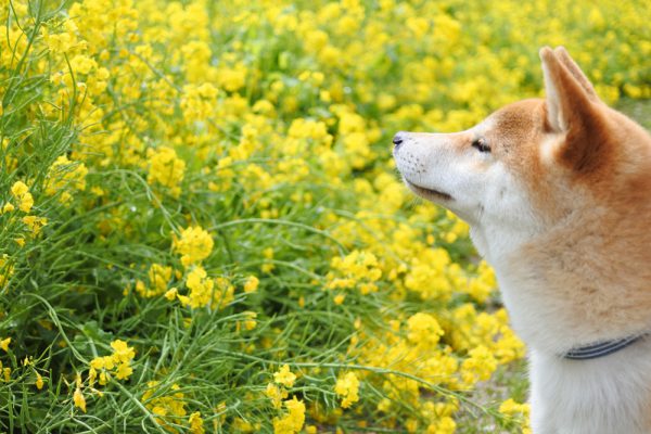 犬のしつけ、問題行動、トレーニングにかかる料金