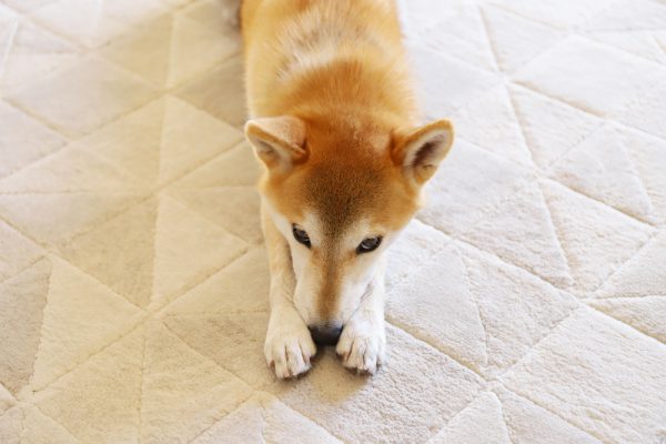 犬の口輪を付ける練習