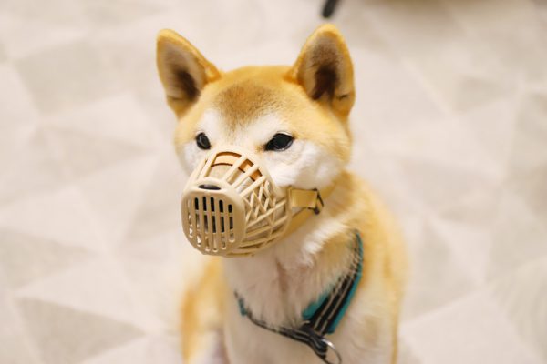 犬の口輪