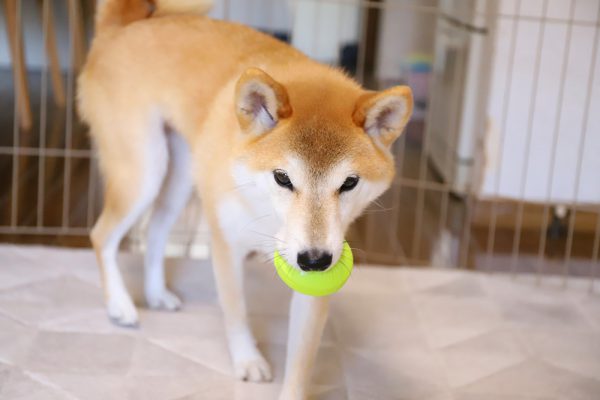 守る、怒る柴犬のフードアグレッシブ。