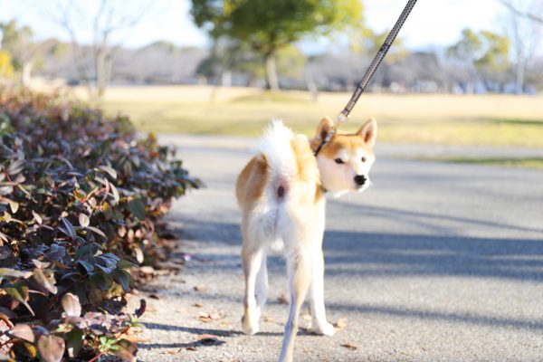 柴犬はアレルギー、アトピー、皮膚病の子が多い