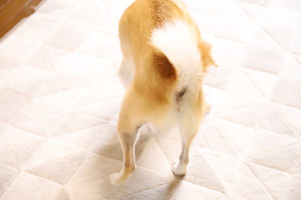 柴犬は皮膚病になりやすい