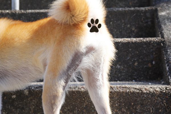 柴犬はアレルギー、アトピー、皮膚病の子が多い