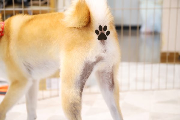 柴犬はアレルギー、アトピー、皮膚病の子が多い