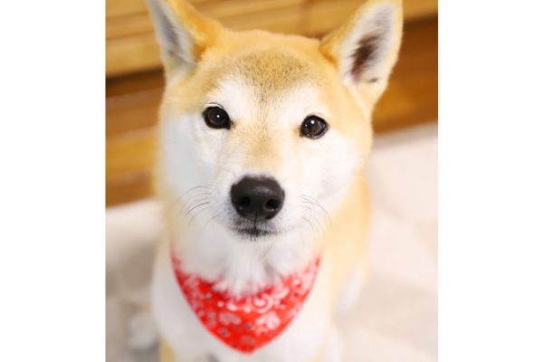 柴犬はアレルギー、アトピー、皮膚病の子が多い