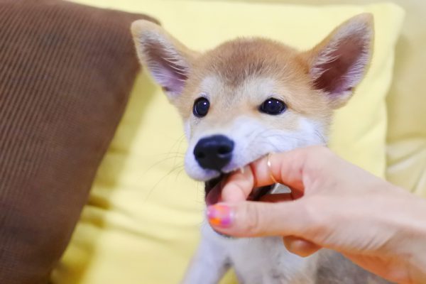 子犬の甘噛みは絶対にしつけましょう