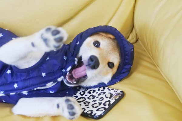 柴犬は服が嫌いな子が多い