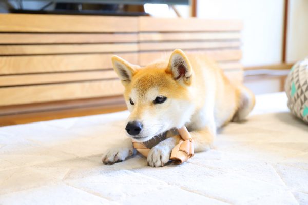 犬のおもちゃはすぐに破壊される