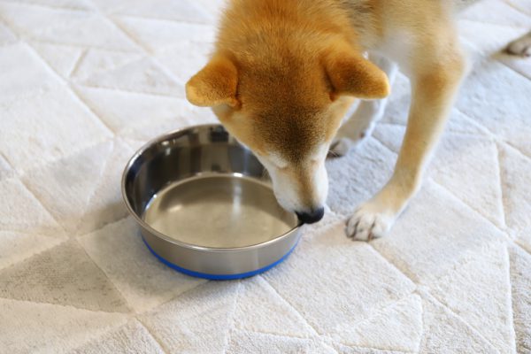 ダームディフェンスは食いつきがいい