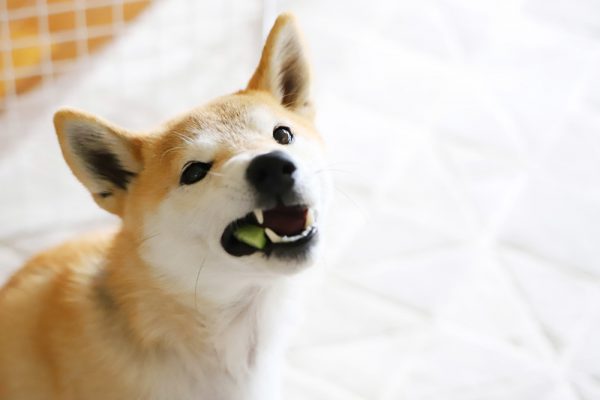 柴犬のフードアグレッシブ