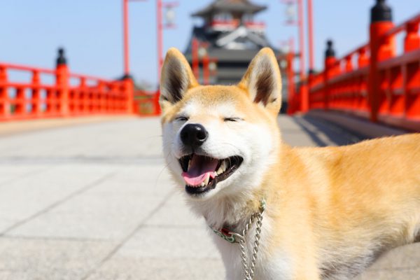 柴犬の性格とは