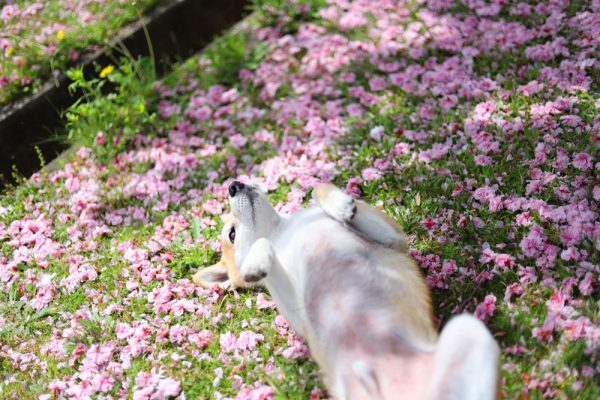 アレルギーやアトピー柴犬の皮膚病