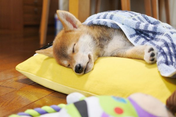 お昼寝する柴犬の子犬