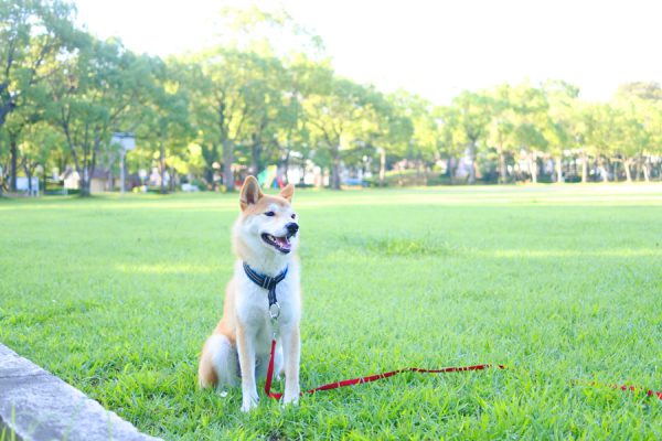 公園で走ってストレス解消