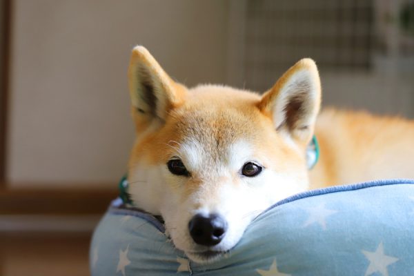 繊細な柴犬