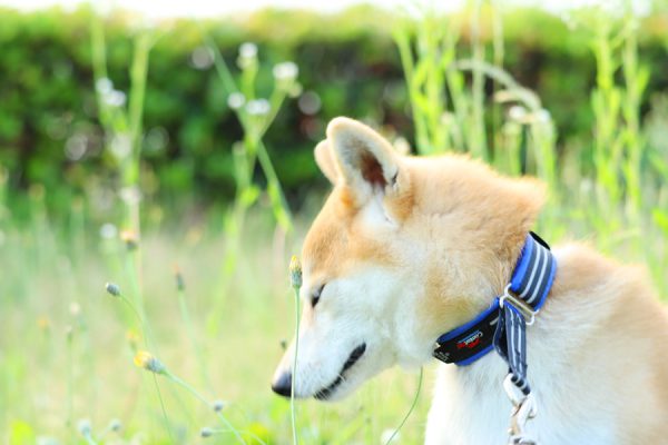 気難しさも柴犬の特徴！？