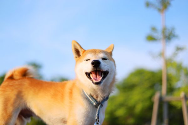 柴犬の散歩はリーダーウォークで