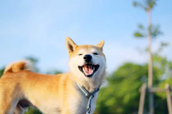 気難しい性格の柴犬