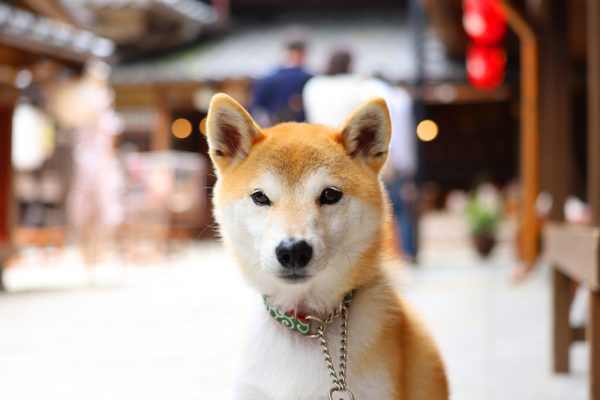 おかげ横丁で犬連れ散歩