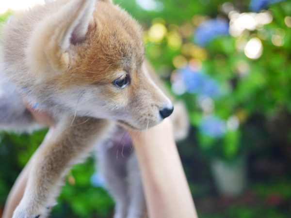 柴犬の子犬