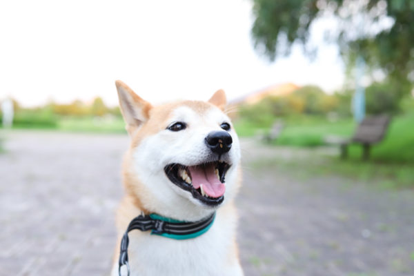 毛が生えてきた柴犬