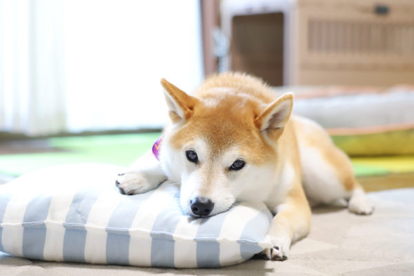 ふわふわび冬毛で首輪を外すのが難しい